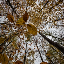 Herbst