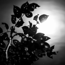 Blätter in Schwarz/Weiß