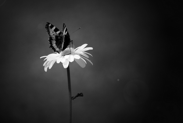 Dark Butterfly