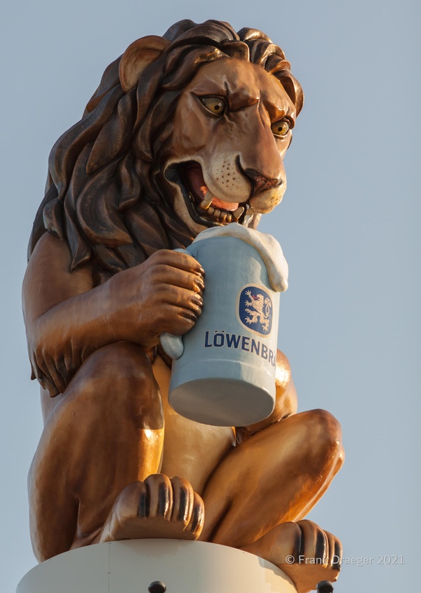 durstiger Löwe