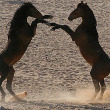 Wilde Pferde Namibias