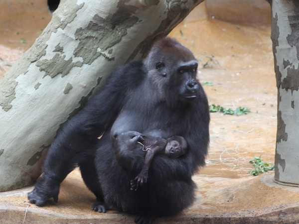 Gorillamama stellt ihr Baby vor