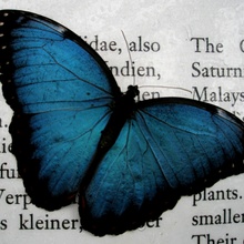 lesender Schmetterling