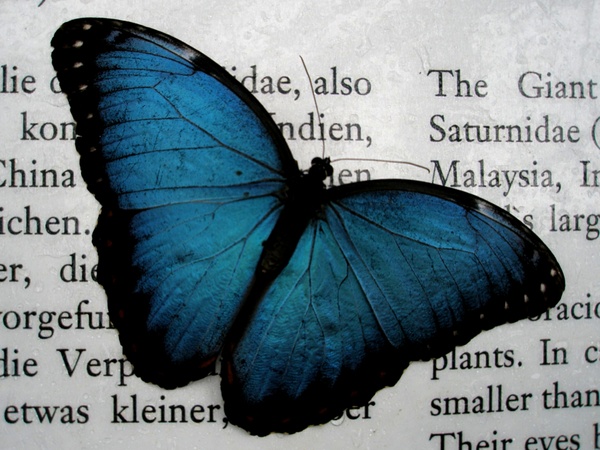 lesender Schmetterling