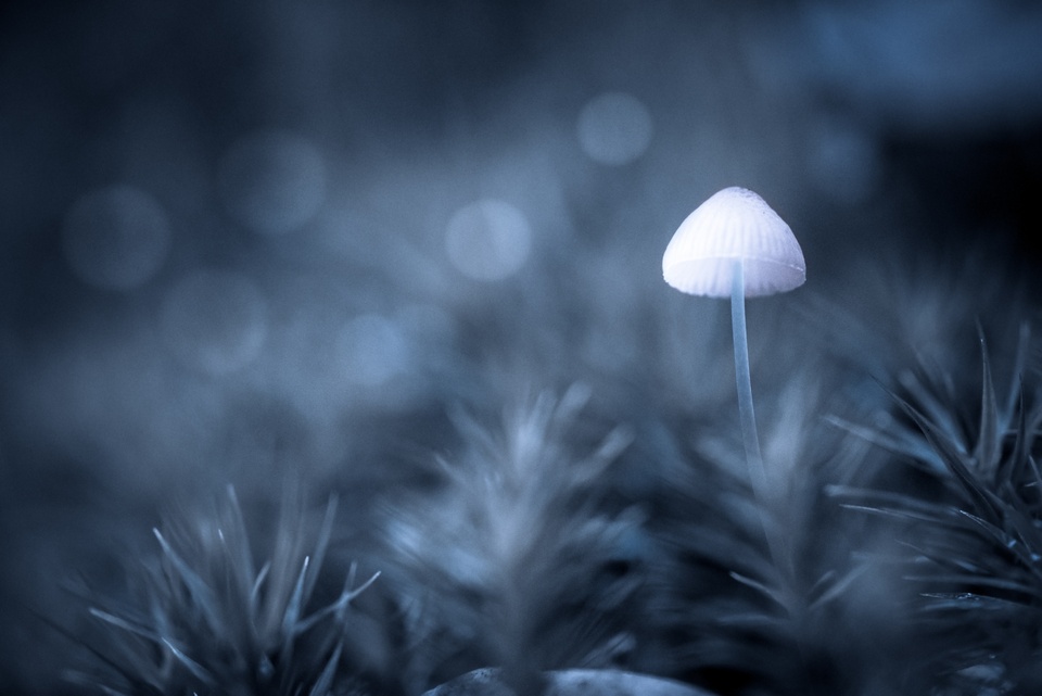 Moonlight Mushroom