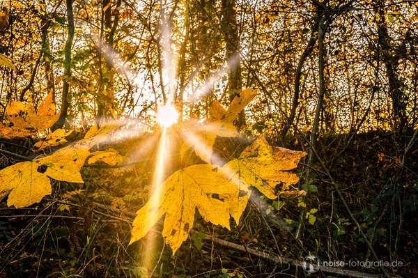 Sonnenstrahlen im Herbst