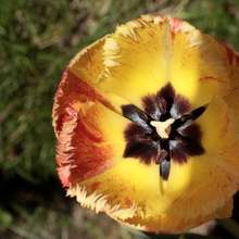 Tulpe