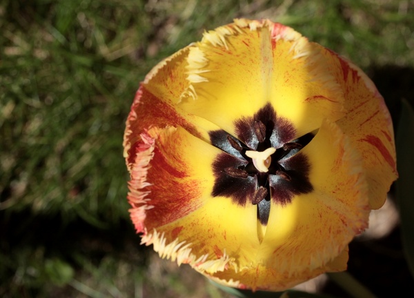 Tulpe