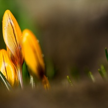 ...die ersten Spitzen des Frühlings...