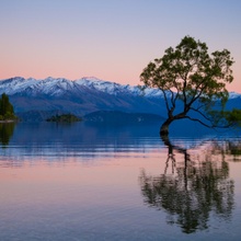 single tree