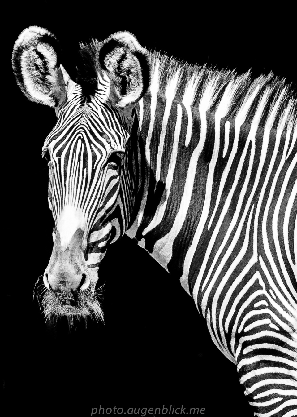 Zebra-Streifen-Zebra