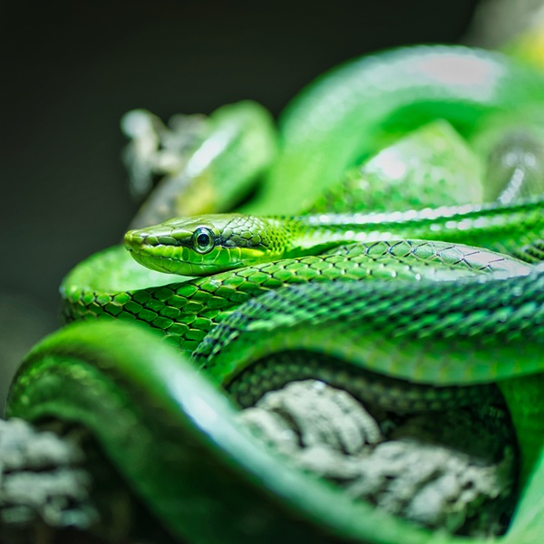 Grüne Schlange