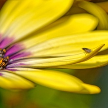 Blume mit Fliege
