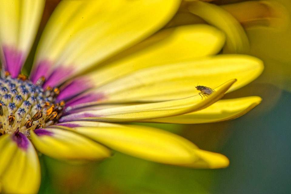 Blume mit Fliege