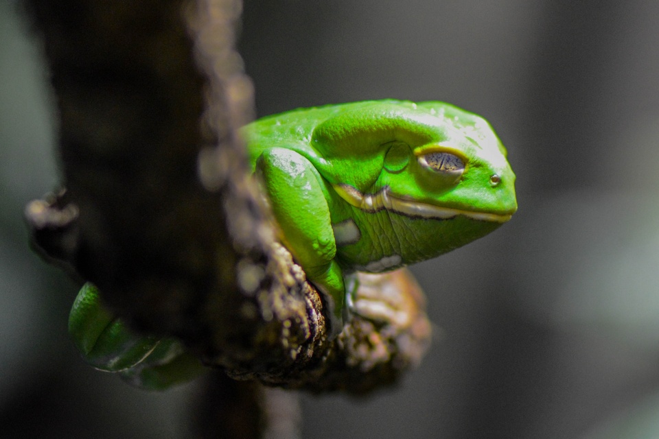 The Eyes Of The Green Frog
