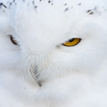 Schneeeule