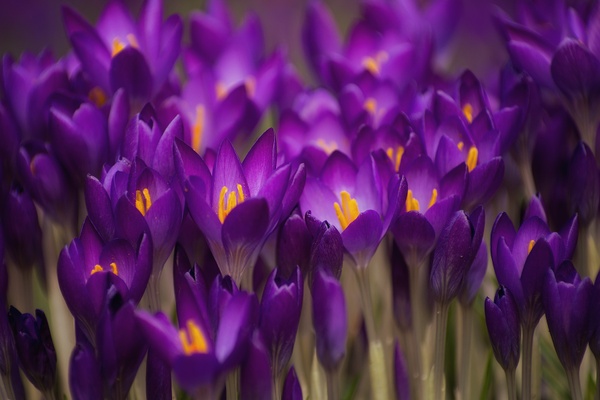 Krokusse
