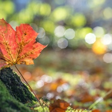 Es gibt eine Stille des Herbstes bis in die Farben hinein.