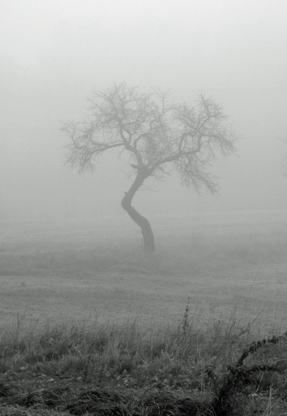 Baum im Nebel