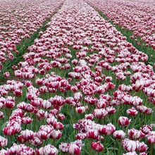 Tulpen in ... Holland