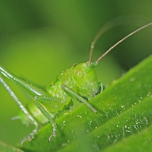 My greenest grasshopper ever ...