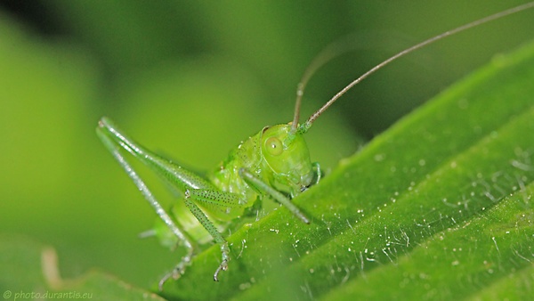 My greenest grasshopper ever ...