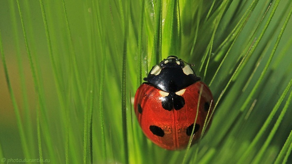 Ladybug in green