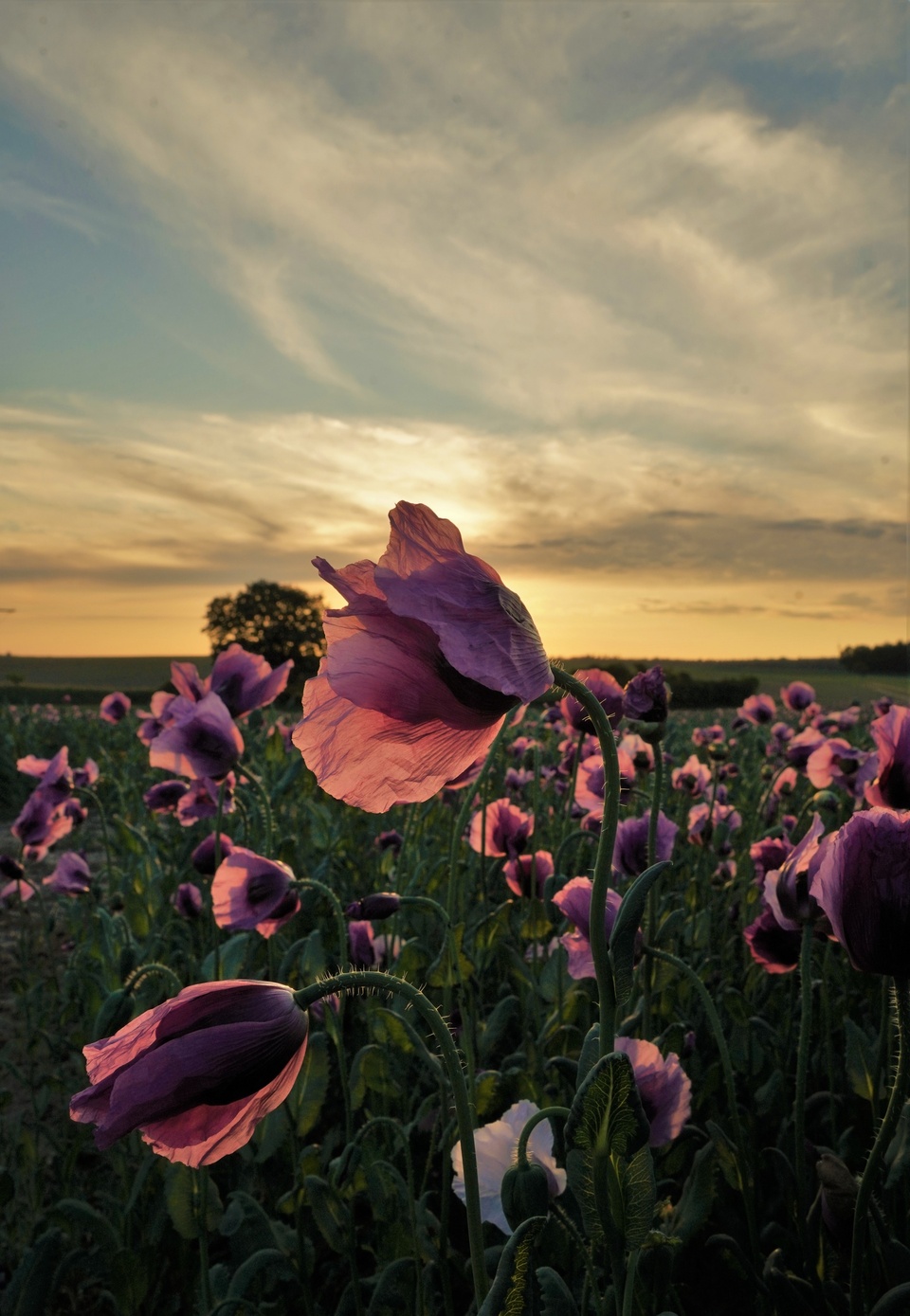 Mohnblumenfeld