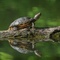 Rotwangenschildkröte