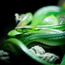 Giftgrüne Giftschlange