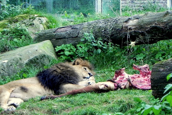 Panthera leo ..ein Bein zuviel