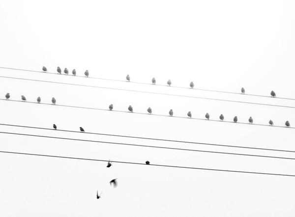 How do birds sit on high-voltage power lines without getting electrocuted