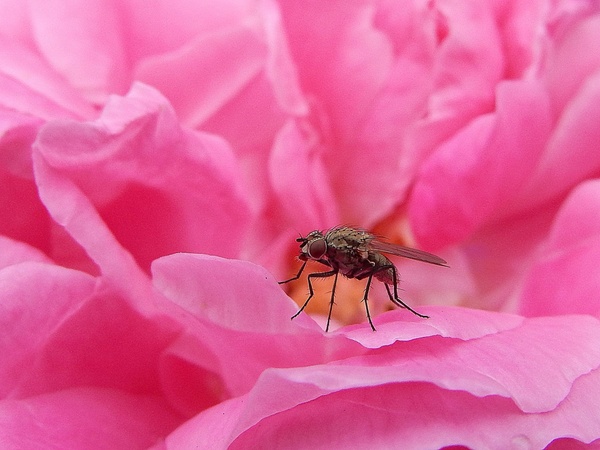 FLY