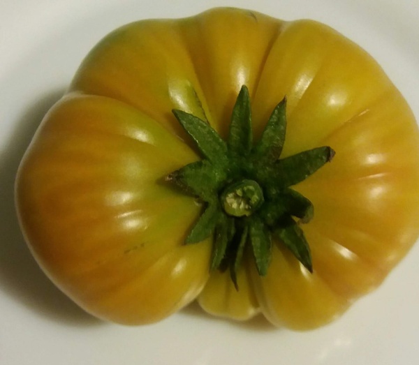 Garten Tomaten
