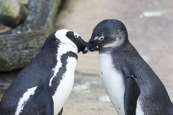 Frühlingsgefühle im Zoo Hannover