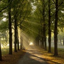 Autumn Mood