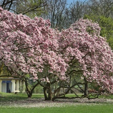 Magnolienblüte im Volksgarten