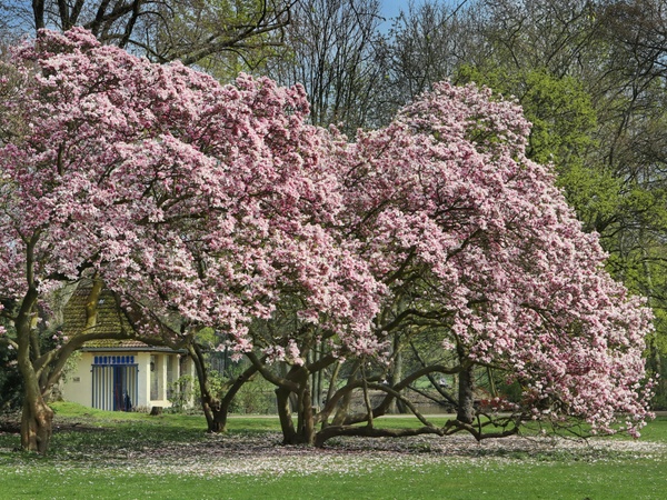 Magnolienblüte im Volksgarten