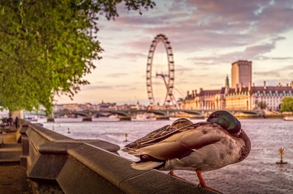 London Duck Tales