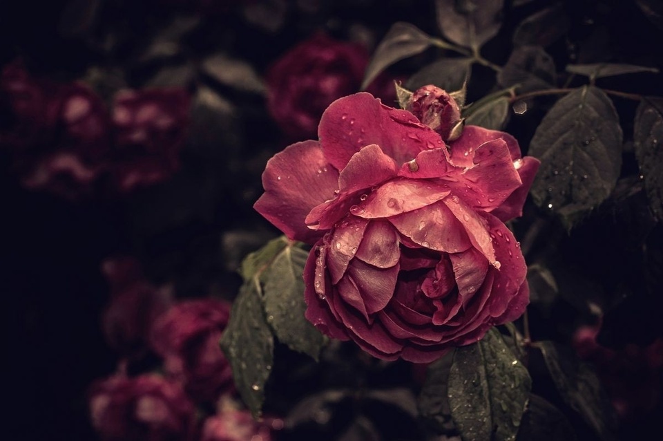 Dark Rose