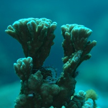 Korallentürme