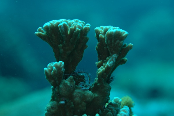 Korallentürme