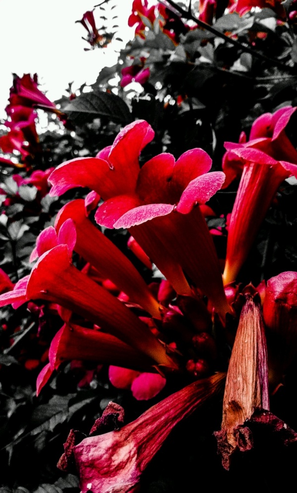 Rote Blüten
