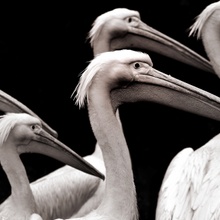 Pelikanfamilie