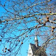 Baum vor Kirche