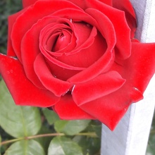 Eisenzaun Rose