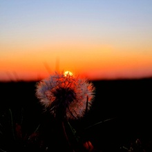 Sonnenuntergang mit Pusteblume