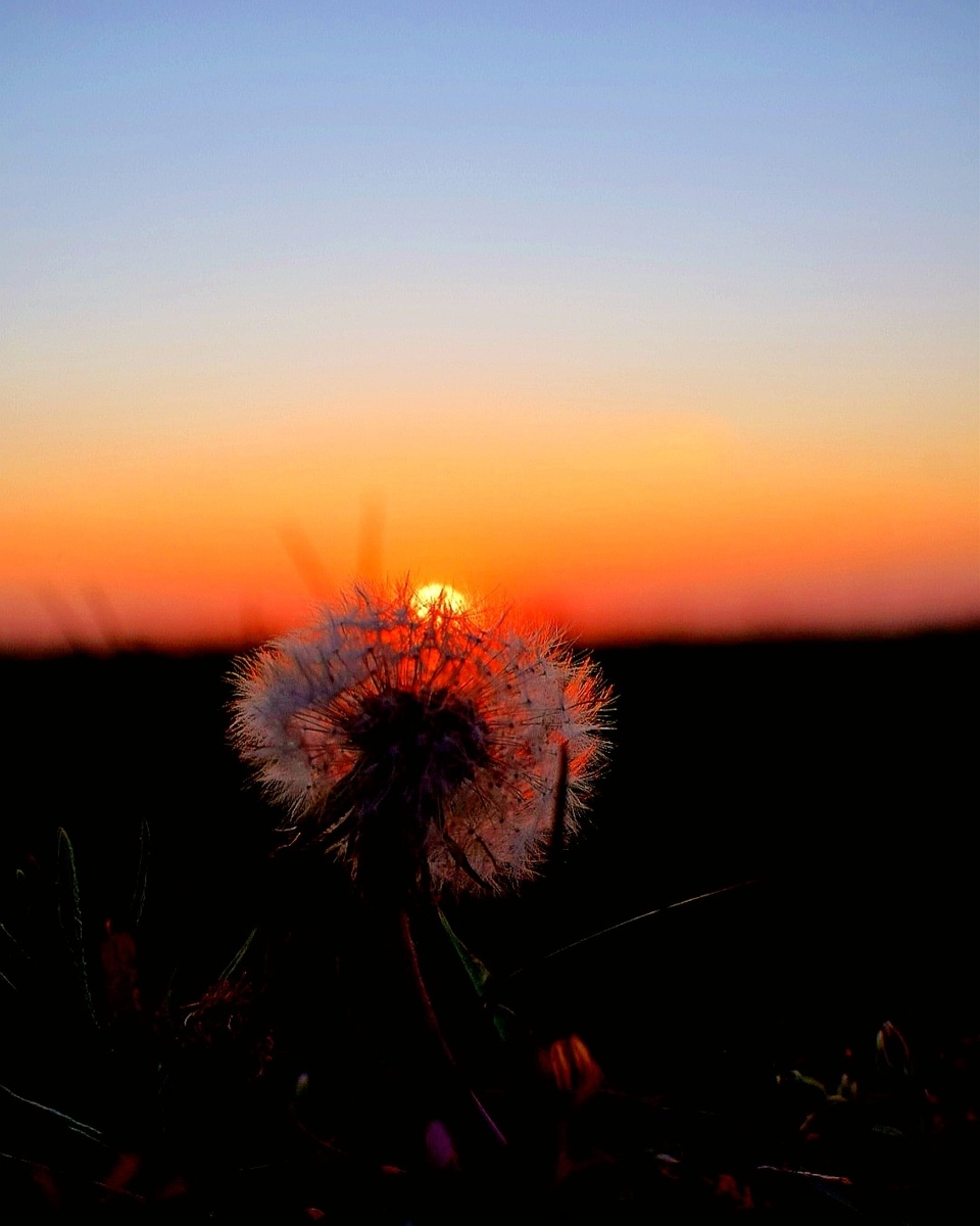 Sonnenuntergang mit Pusteblume