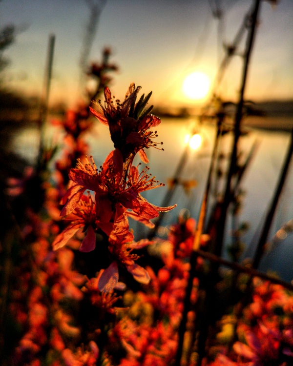 Blüte mit Sonnenaufgang