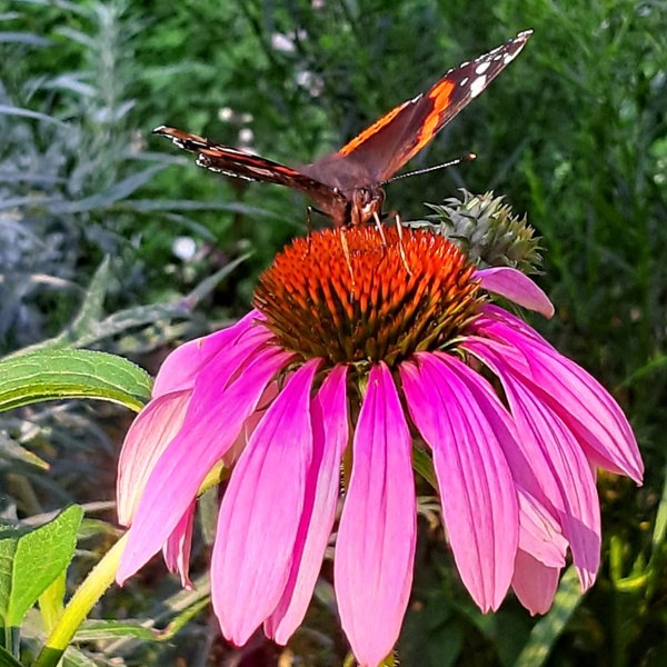 Schmetterling auf Sonnenhut